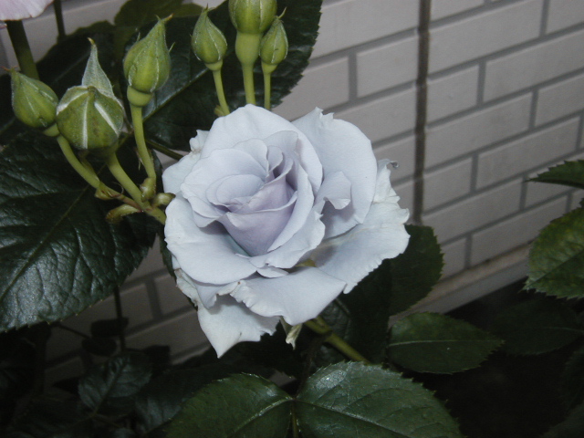 オンディーナ１