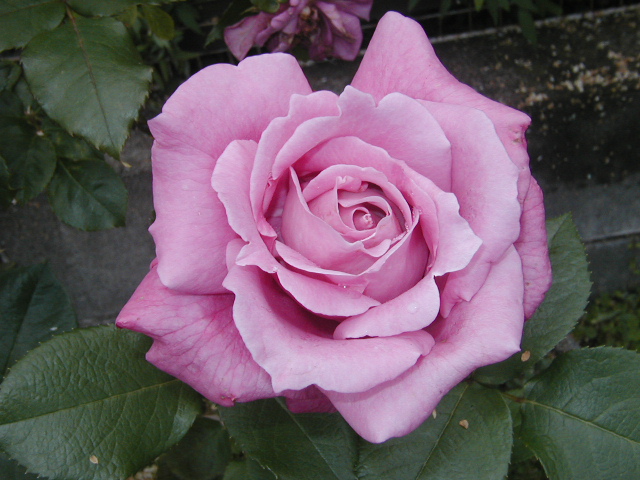 ブルーパヒューム１