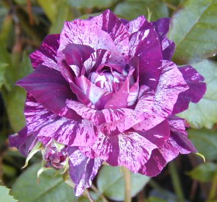 パープルタイガー2