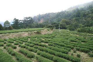 福寿山の段々茶畑３