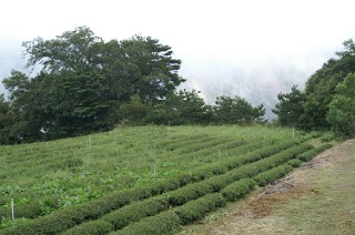福寿山の段々茶畑４