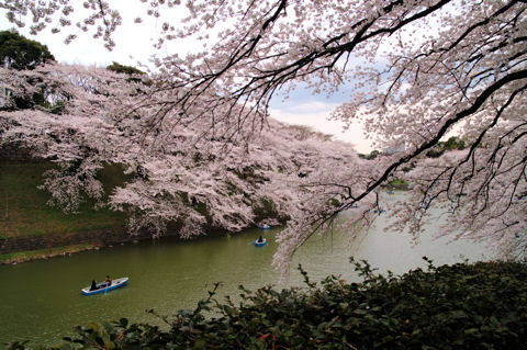 千鳥ヶ淵