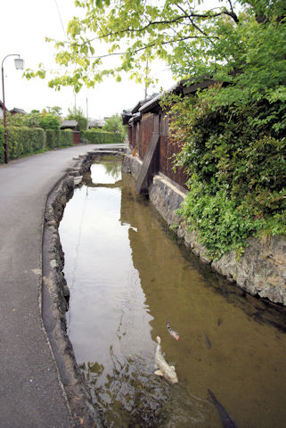 藍場川の鯉の泳ぐ風景