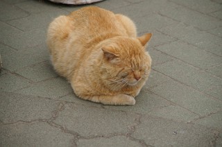 オシンコシンの猫