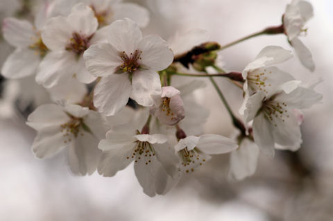 桜