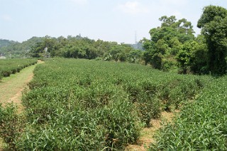 峨眉の茶畑