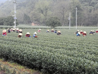 梅家塢の茶畑