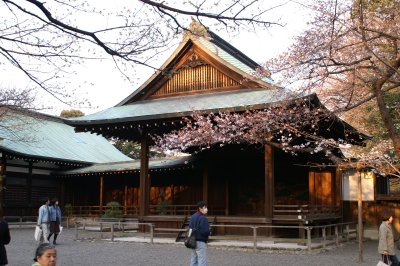 靖国神社の桜２