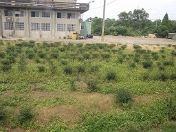 桃園縣龍潭郷の茶畑