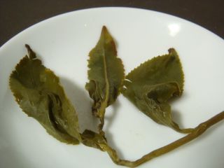 梨山高冷茶葉底