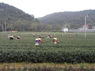 茶摘み風景