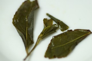 松柏長青茶茶底