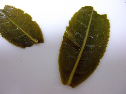 六安瓜片抽出後茶葉