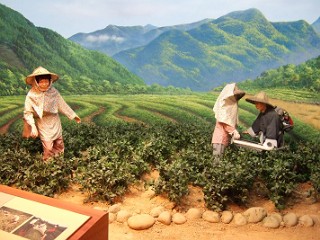 茶摘風景