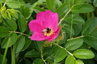 ハマナスと蜂