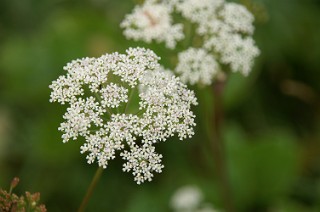 原生花園の花１