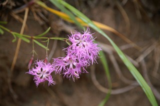 原生花園の花２