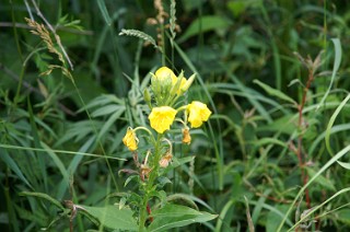 原生花園の花３