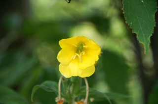 原生花園の花４