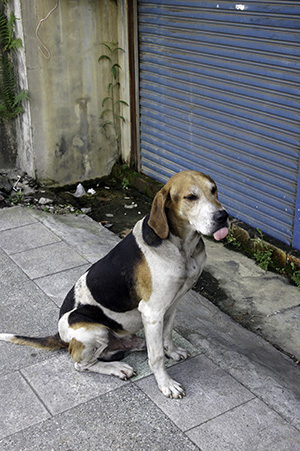 おすわり鶯歌犬