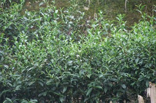 文山包種茶の茶樹