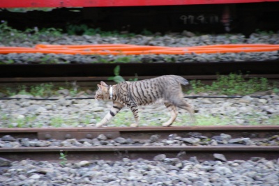 レールの上を歩く猫