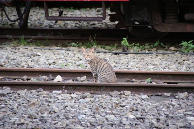 阿里山猫