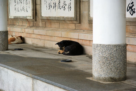 だるそうにしています