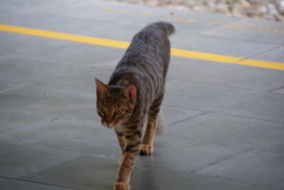 近づいてくる猫