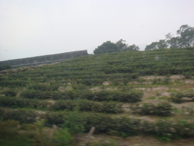 阿里山の茶畑
