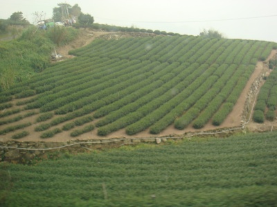 阿里山の茶畑２
