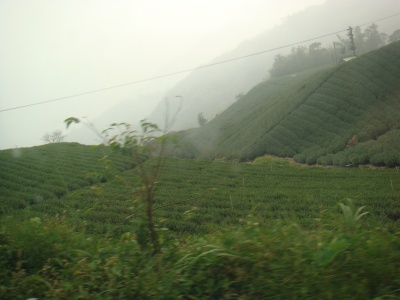 阿里山の茶畑３