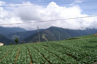 福寿山農場のキャベツ畑