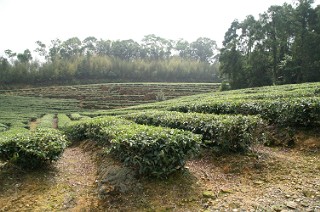 坪林の青心烏龍の茶畑１