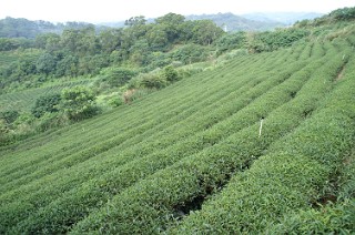 青心大有の茶畑