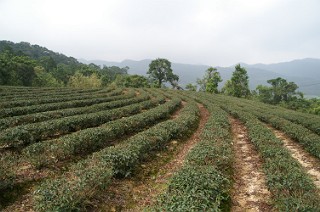 坪林の青心烏龍の茶畑３