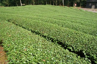 坪林の金萱の茶畑