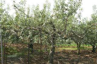 福寿山農場の梨畑