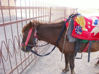 玉門関の馬