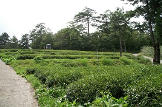 福寿山農場の茶畑