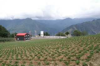 福寿山のキャベツ畑２
