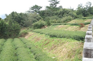 福寿山の段々茶畑