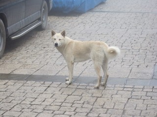 梨山の犬