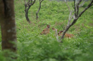 フレペの滝の鹿3