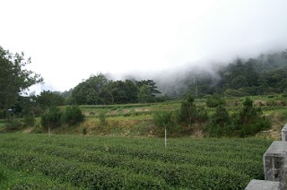 福寿山の段々茶畑２