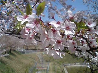 丸山公園にて。