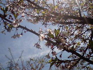 丸山公園にて。