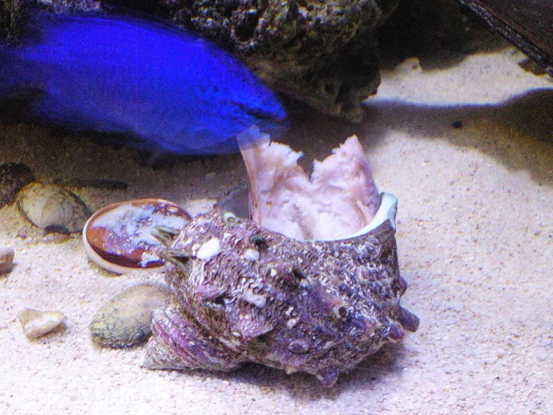 飼育日記 の記事一覧 初めてでもできる海水魚生活 楽天ブログ 飼育日記 の記事一覧 初めてでもできる海水魚生活 楽天ブログ