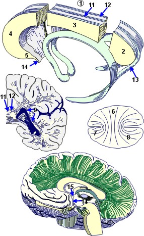 corpus-callosum.jpg