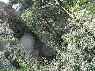 屋久杉ランドハート？.jpg